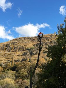 Queenstown Arborist RoyalTree removing a tree in sections