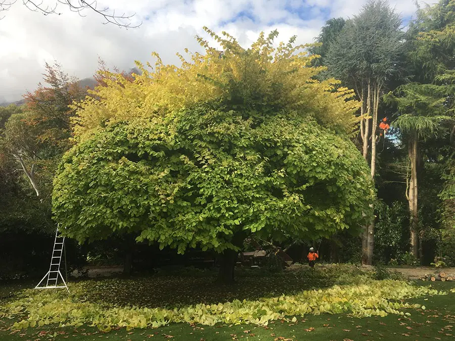 Tree pruning, the before shot - Queenstown Arborist RoyalTree