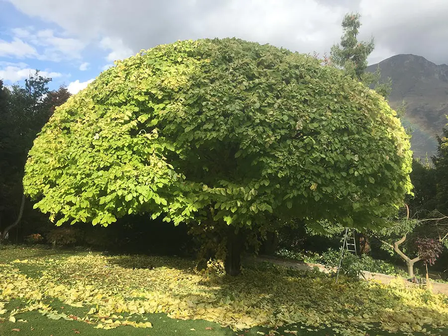 Tree pruning - Queenstown Arborist RoyalTree