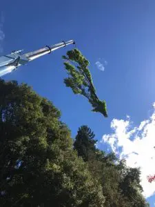 Removing the top of a large tree with a crane - Queenstown Arborist RoyalTree