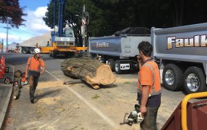 Large tree dismantling - Queenstown Arborist RoyalTree