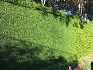 Perfect hedge trimming - Queenstown Arborist RoyalTree