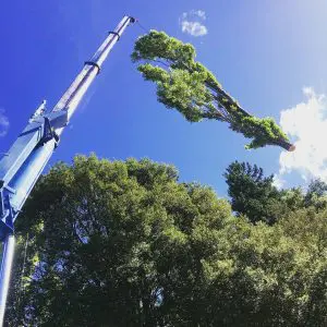 Tree felling with a crane - Queenstown Arborist RoyalTree