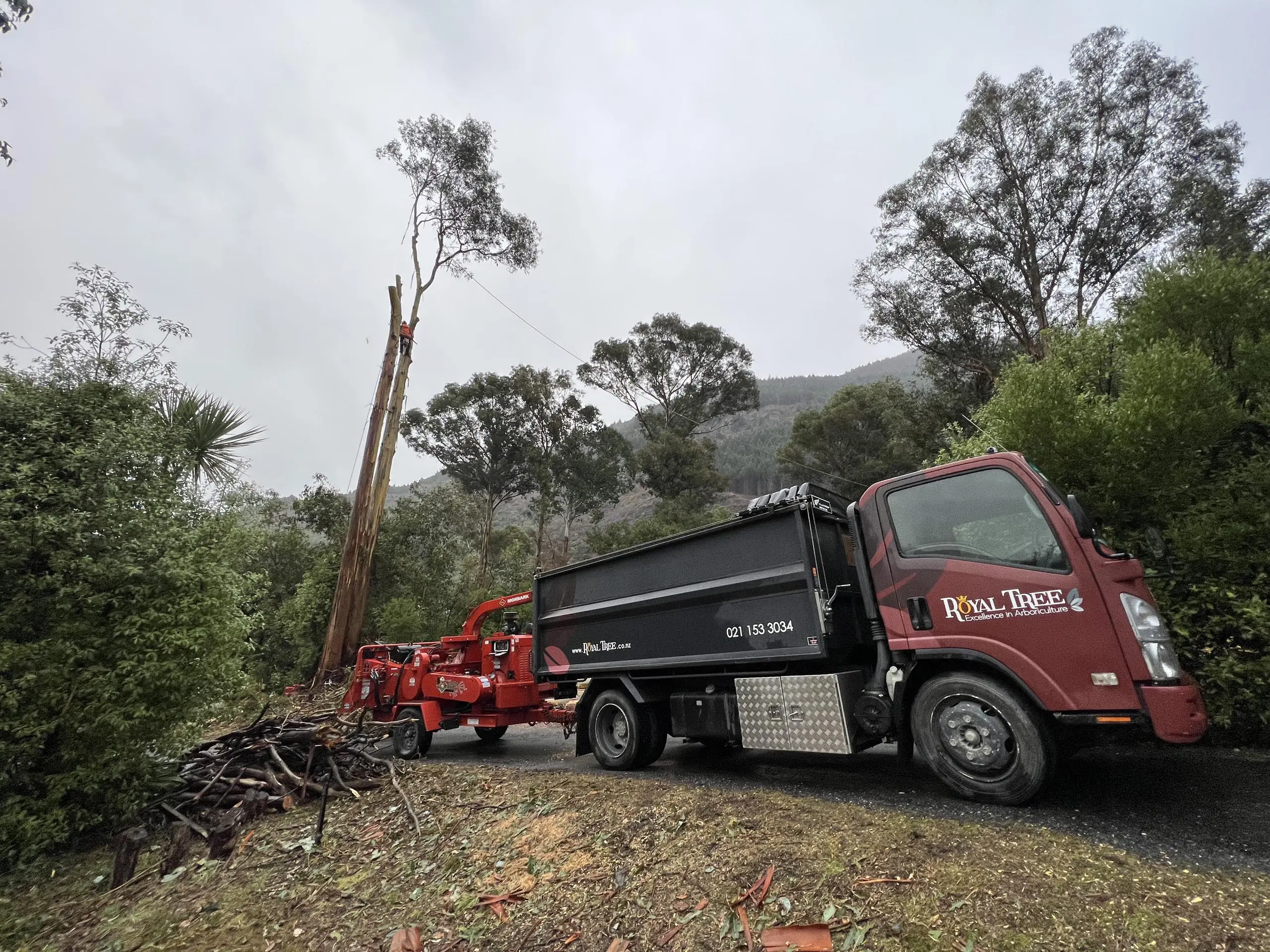 Queenstown Tree Services - Royal Tree