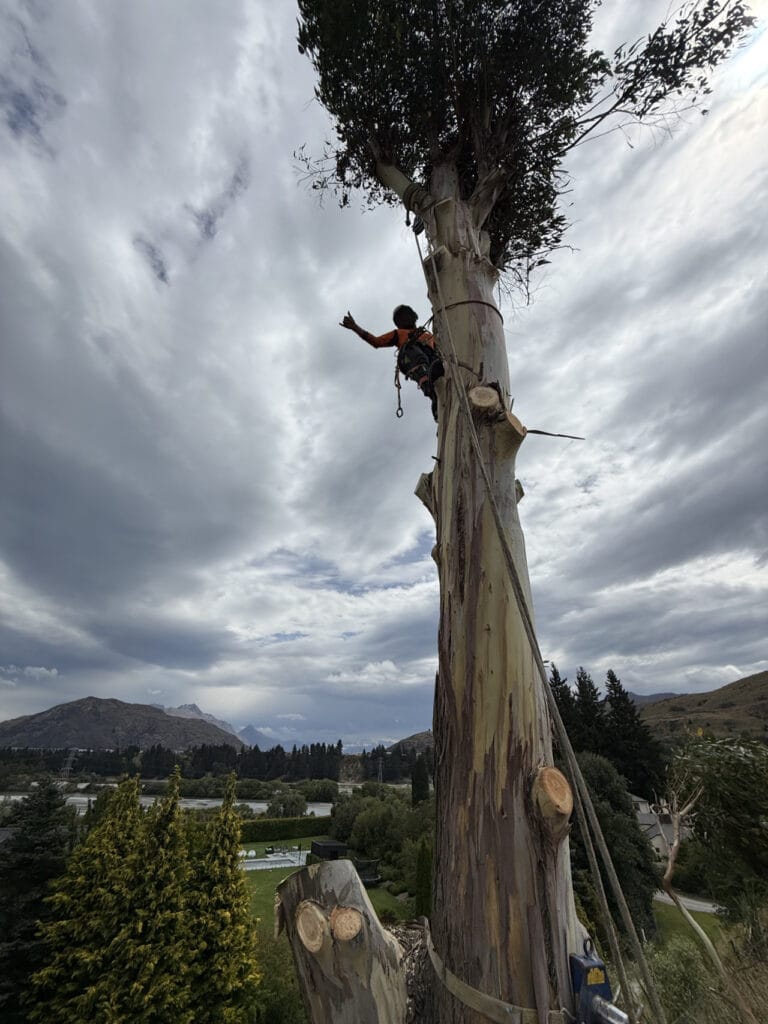 RoyalTree Queenstown Arborist-15