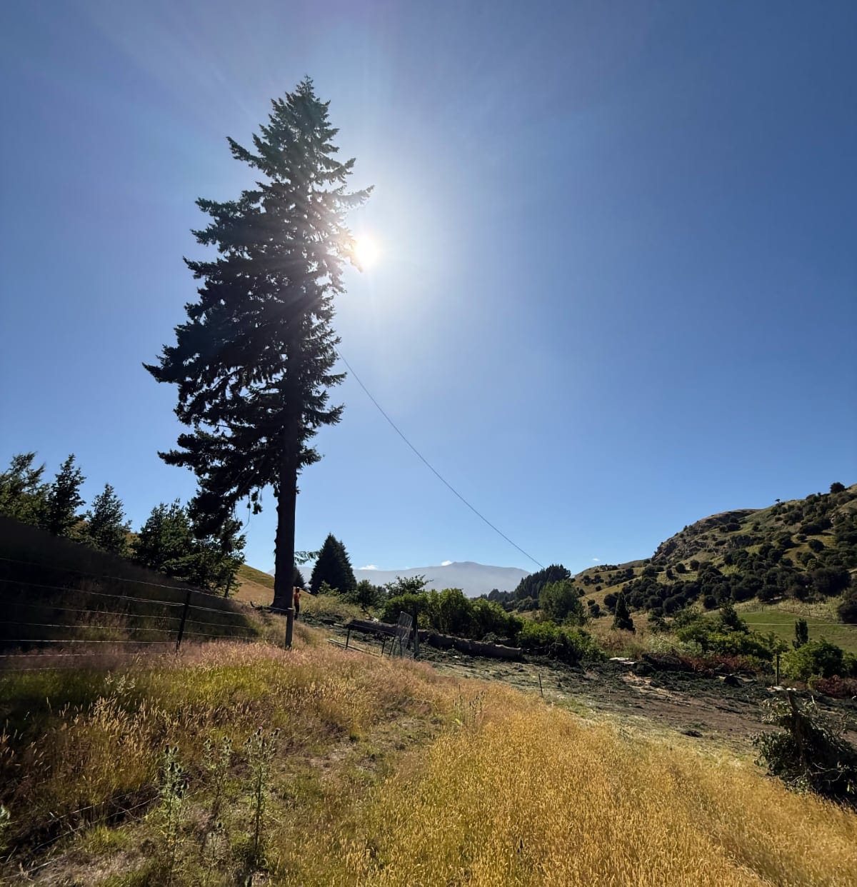 Royal Tree Queenstown Arborist Tree Services
