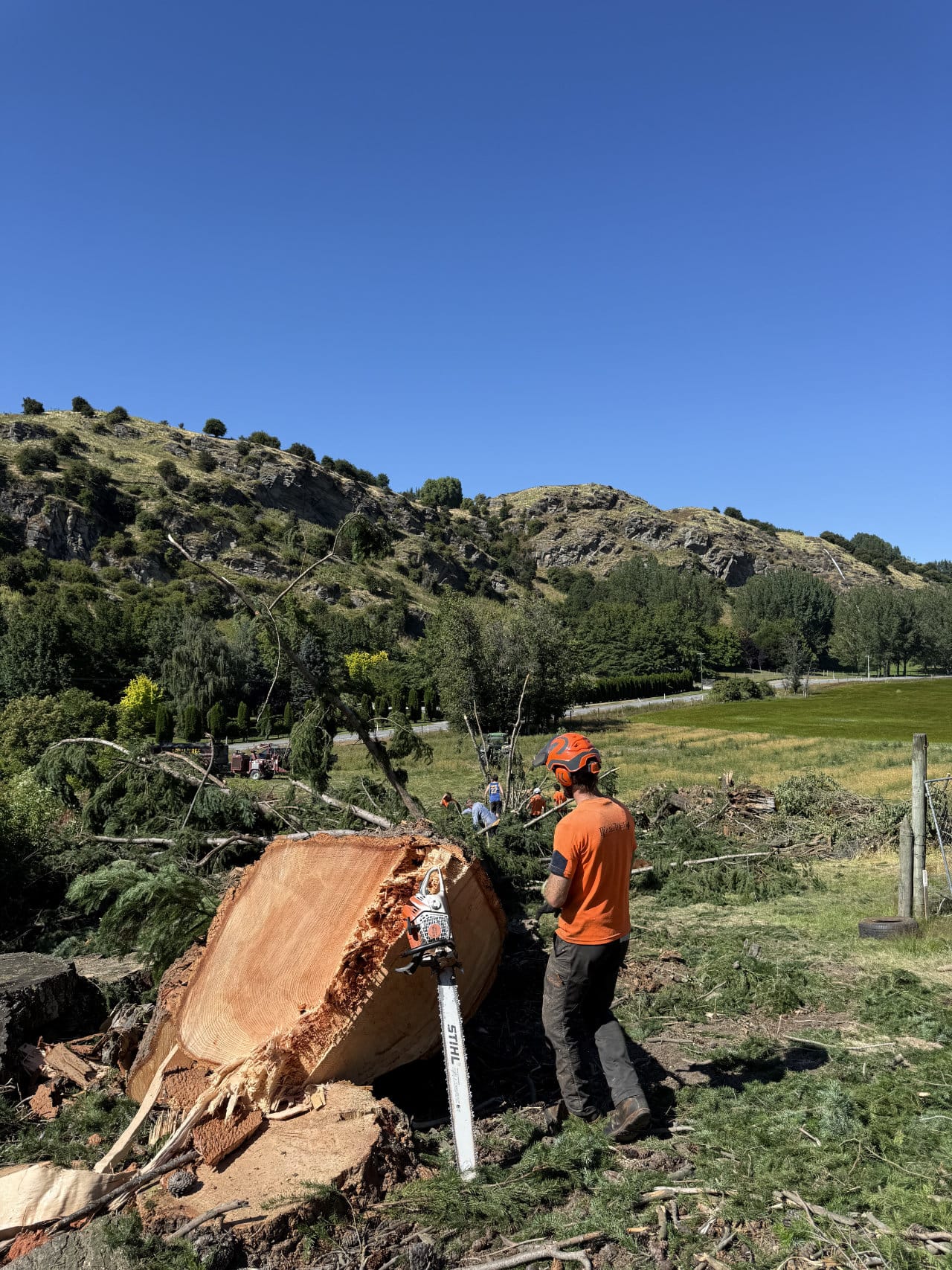 RoyalTree Queenstown Arborist 20 - Royal Tree local Queenstown Arborist Tree Services