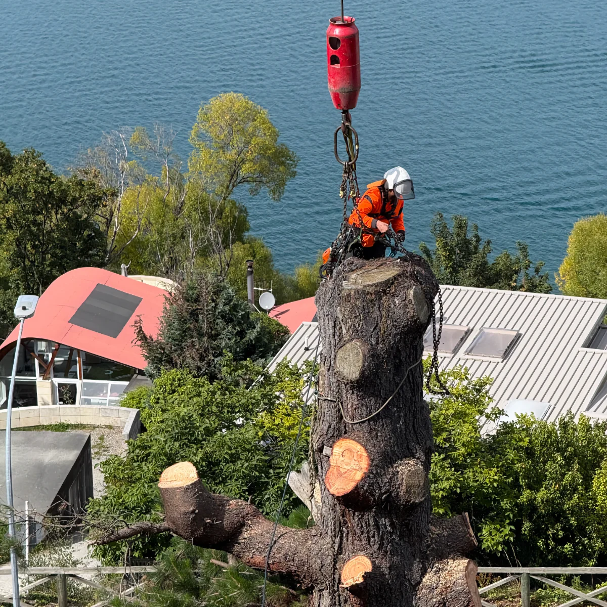 RoyalTree Queenstown Arborist 23 tree removal - Royal Tree local Queenstown Arborist Tree Services