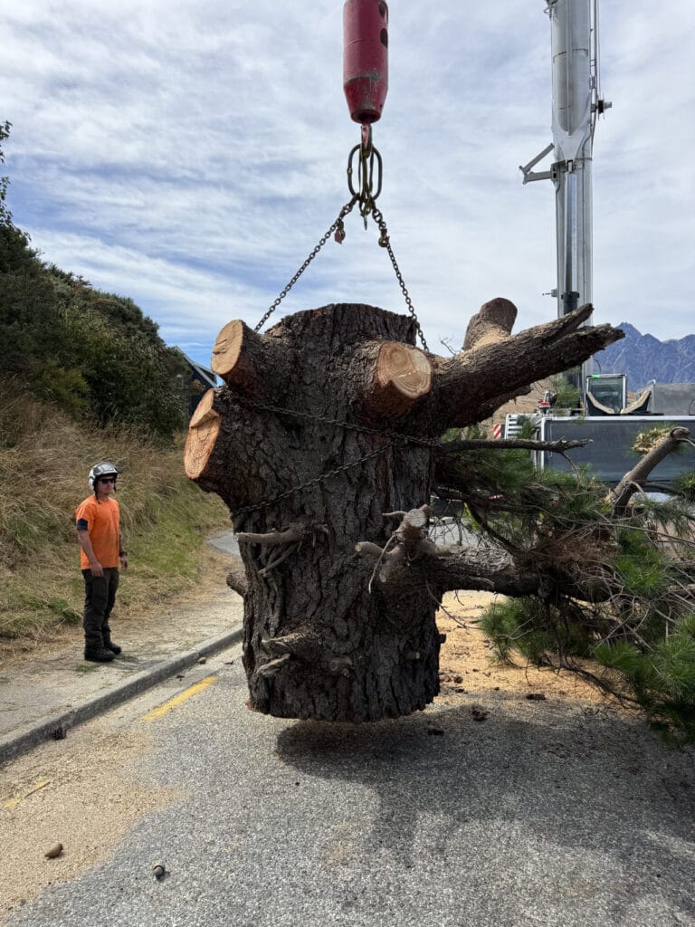 RoyalTree Queenstown Arborist-26