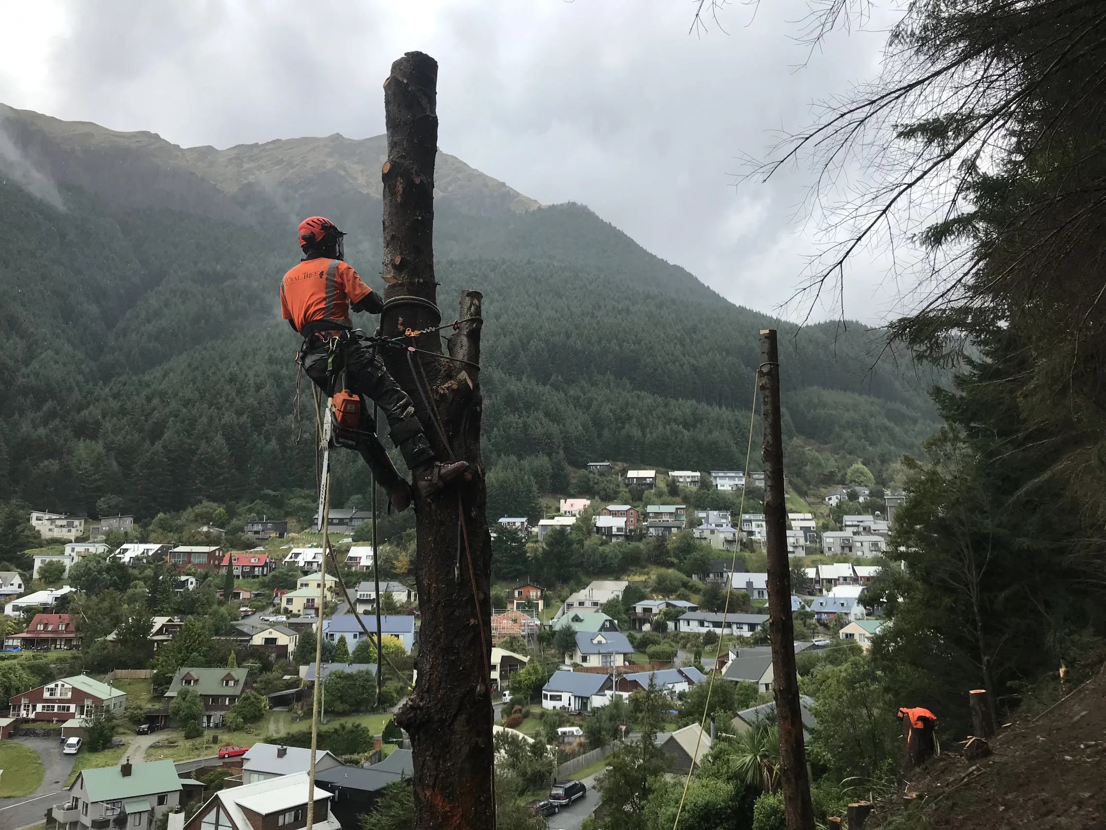 RoyalTree Queenstown Arborist 36 - Royal Tree local Queenstown Arborist Tree Services