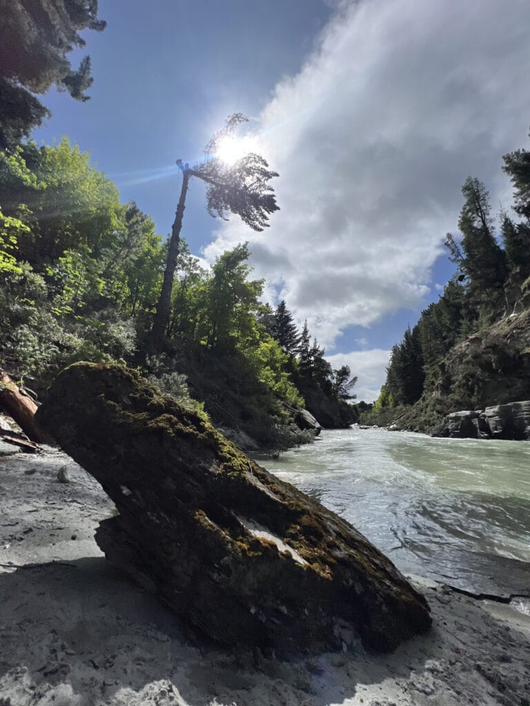 RoyalTree Queenstown Arborist-4