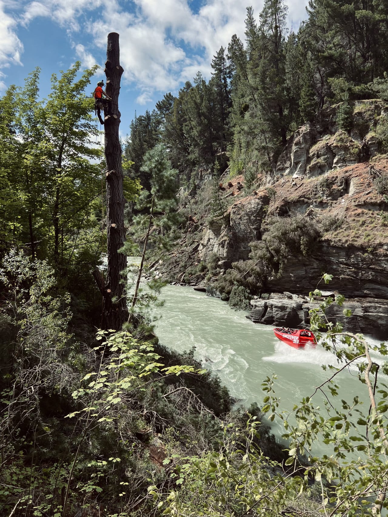 RoyalTree Queenstown Arborist 5 - Royal Tree local Queenstown Arborist Tree Services