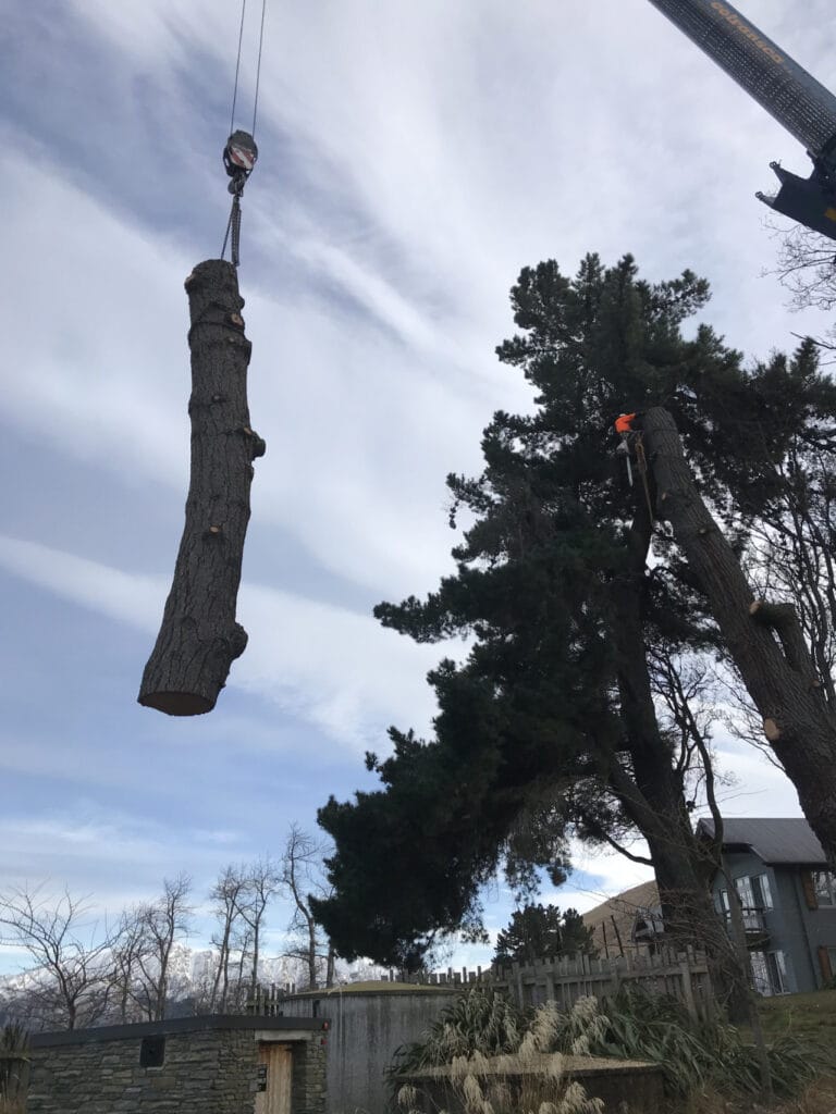 RoyalTree Queenstown Arborist-7