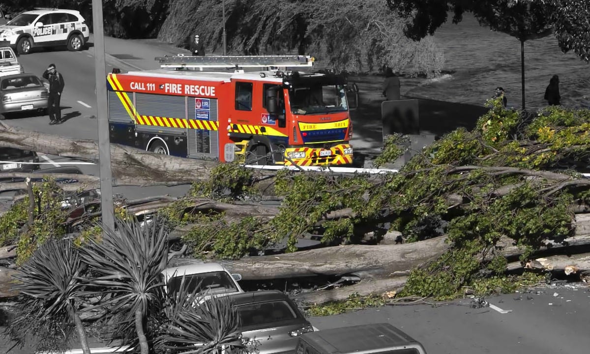 RoyalTree Queenstown Tree Services Emergency crop - Royal Tree local Queenstown Arborist Tree Services
