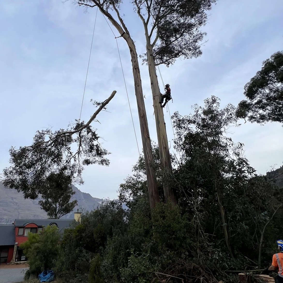 RoyalTree Queenstown Tree Services crowning pruning 2 - Royal Tree local Queenstown Arborist Tree Services