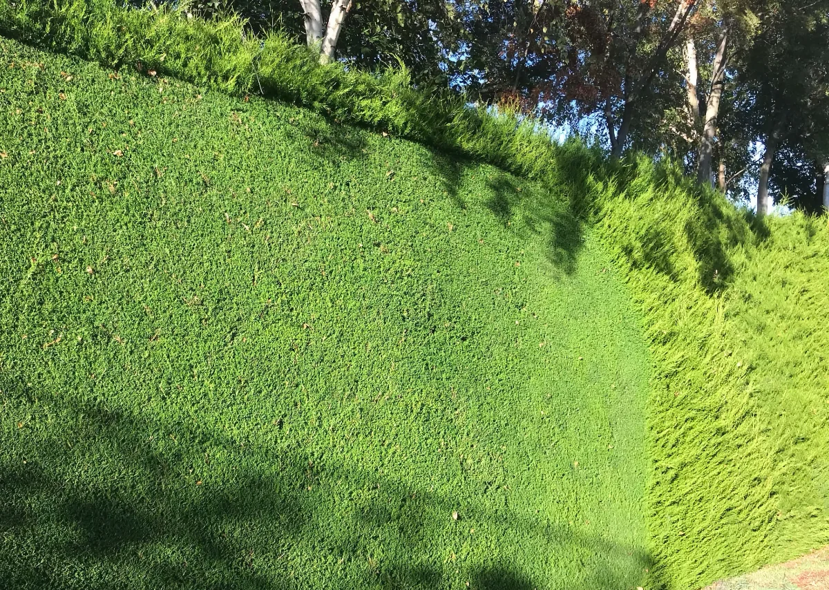 RoyalTree Queenstown Tree Services hedging 2 - Royal Tree local Queenstown Arborist Tree Services