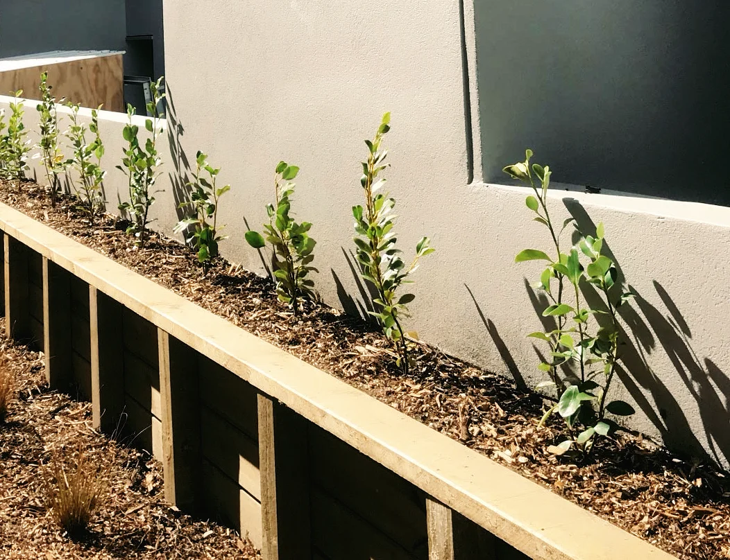 RoyalTree Queenstown Tree Services planting - Royal Tree local Queenstown Arborist Tree Services