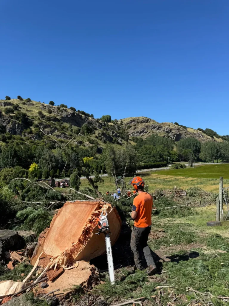 RoyalTree-Queenstown-Arborist-20-1b