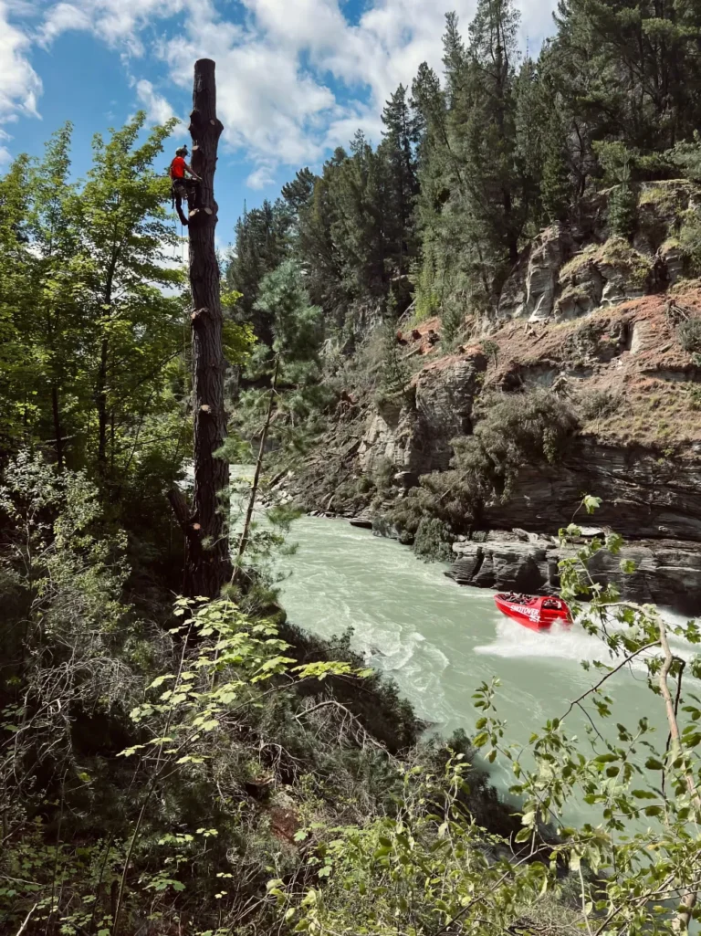 RoyalTree-Queenstown-Arborist-5-2b